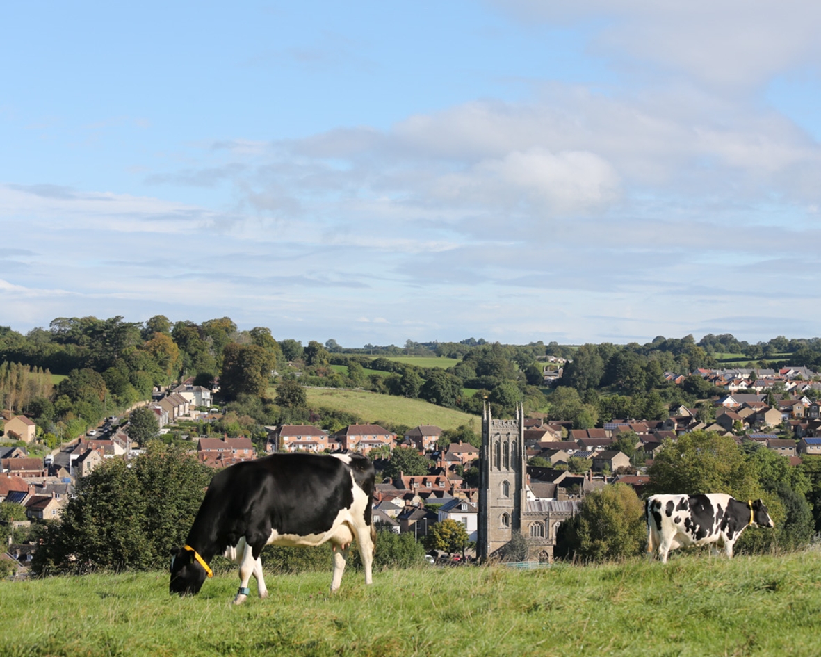 Cow overlooking the small rural town of Bruton